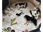 Miniature Australian Shepherd PUPPY FOR SALE ADN-837367 - Cedar Valley Aussies 4