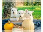 West Highland White Terrier PUPPY FOR SALE ADN-837346 - Beautiful AKC ACA West