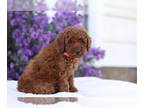Poodle (Miniature) PUPPY FOR SALE ADN-837273 - Darling AKC Mini Poodle Puppies