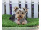 Yorkshire Terrier PUPPY FOR SALE ADN-837279 - Adorable AKC Yorkshire Terrier