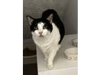 Adopt Salt $0 a Black & White or Tuxedo Domestic Shorthair (short coat) cat in