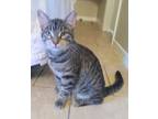 Adopt Poppi a Gray, Blue or Silver Tabby Domestic Shorthair (short coat) cat in