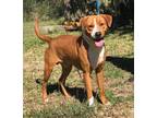Adopt Digby a Red/Golden/Orange/Chestnut - with White Hound (Unknown Type) /
