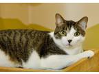 Adopt Jefe a Domestic Shorthair / Mixed (short coat) cat in Ft.