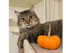 Mahjong, Domestic Mediumhair For Adoption In Cambria, California
