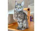Annie, Domestic Mediumhair For Adoption In Cambria, California