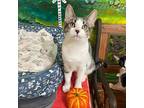 Kess, Domestic Shorthair For Adoption In Cambria, California