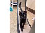 Chickadee, Domestic Mediumhair For Adoption In Cambria, California