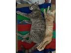 Sweetie Urgent, Domestic Shorthair For Adoption In Scottsboro, Alabama