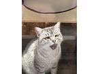 Smokey Fire, Siamese For Adoption In Dallas, Texas