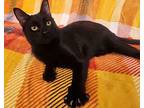 Catnip, Domestic Shorthair For Adoption In Fort Collins, Colorado