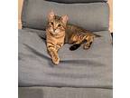 Pixie Dust, Domestic Shorthair For Adoption In Tuscaloosa, Alabama