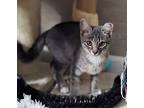 Husqvarna, Domestic Shorthair For Adoption In Apex, North Carolina