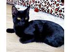 Cowvin Klein, Domestic Shorthair For Adoption In Apex, North Carolina
