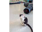 Crash, Domestic Shorthair For Adoption In Kalamazoo, Michigan