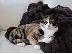 Buttercup, Calico For Adoption In Panama City Beach, Florida