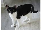 Jasper, Domestic Shorthair For Adoption In Panama City Beach, Florida