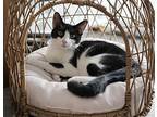 Henry, Domestic Shorthair For Adoption In Panama City Beach, Florida