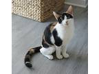 Daisy, Calico For Adoption In Panama City Beach, Florida