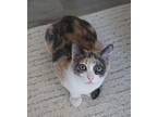Lily, Calico For Adoption In Panama City Beach, Florida