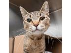 Katie Ledecky, Domestic Shorthair For Adoption In Des Moines, Iowa