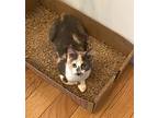 Serafina, Domestic Shorthair For Adoption In Carlisle, Pennsylvania