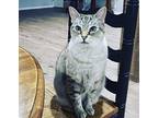 Cleo, Siamese For Adoption In Alvaton, Kentucky