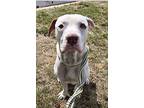 Buster, American Staffordshire Terrier For Adoption In Taylor, Michigan