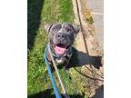 Sylvio, American Staffordshire Terrier For Adoption In Taylor, Michigan