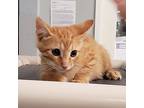 Creep, Domestic Shorthair For Adoption In Slidell, Louisiana