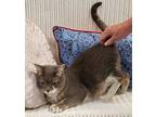 Carrie, Domestic Shorthair For Adoption In Slidell, Louisiana