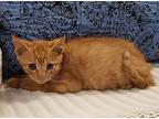 Fright, Domestic Shorthair For Adoption In Slidell, Louisiana