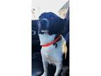 Maggie, Jack Russell Terrier For Adoption In Hartford City, Indiana
