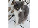 Julie, Domestic Shorthair For Adoption In Redding, California