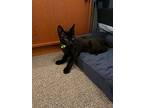 Frick (w/ Frack), Domestic Shorthair For Adoption In Phillipsburg, New Jersey