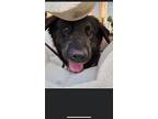 Willow, Retriever (unknown Type) For Adoption In St Augustine, Florida