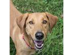 Maddie, Labrador Retriever For Adoption In Richmond, Virginia