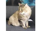 Brutus, Maine Coon For Adoption In Cary, North Carolina