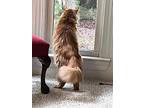 Mars (skampy), Maine Coon For Adoption In Cary, North Carolina