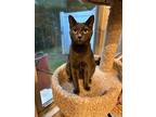 Anastasia Beaverhausen, Domestic Shorthair For Adoption In Cary, North Carolina