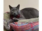 Azizi, Domestic Shorthair For Adoption In Arlington, Vermont