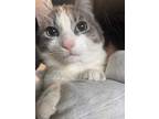 Ozzie, Domestic Shorthair For Adoption In Rochester, New York