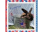Fuerte, Cinnamon For Adoption In Elizabethtown, Kentucky