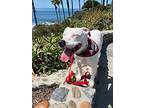 King, Staffordshire Bull Terrier For Adoption In Newport Beach, California