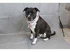 Jack, Terrier (unknown Type, Medium) For Adoption In Greenville, South Carolina