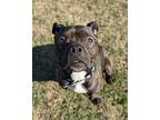 I Nose Nothin', American Pit Bull Terrier For Adoption In Richmond, Virginia