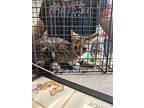 Eclipse, Domestic Shorthair For Adoption In Salisbury, Maryland