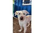Sultang, Terrier (unknown Type, Small) For Adoption In Torrance, California
