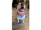 Snuffles, American Staffordshire Terrier For Adoption In Dallas, Texas
