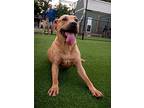 Queenie, Retriever (unknown Type) For Adoption In Dallas, Texas